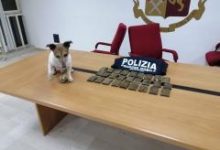 “Pocho”: il cane poliziotto colpisce ancora: rinvenuti  2,5kg di sostanze stupefacenti
