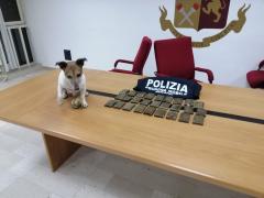 “Pocho”: il cane poliziotto colpisce ancora: rinvenuti  2,5kg di sostanze stupefacenti