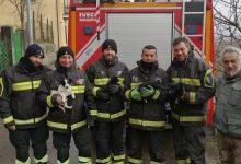 Benevento| Vigili del Fuoco salvano 4 cucciolotte