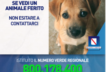 Animali abbandonati, arriva il numero verde. De Luca: siamo i primi in Italia