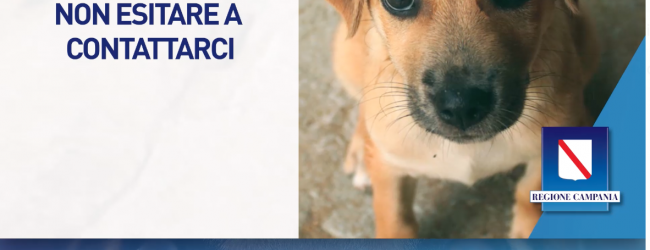 Animali abbandonati, arriva il numero verde. De Luca: siamo i primi in Italia