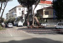 Benevento| L’ assessore Reale: “Da abbattare oltre 100 alberi in città”. Lunedi incontro decisivo con i tecnici
