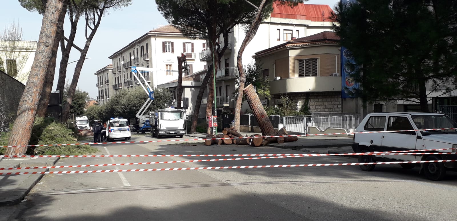 Benevento| L’ assessore Reale: “Da abbattare oltre 100 alberi in città”. Lunedi incontro decisivo con i tecnici