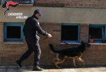 Fontanarosa| Lancia la droga dal balcone ma non sfugge al fiuto di Nino, denunciata pusher 40enne