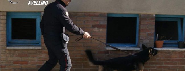 Fontanarosa| Lancia la droga dal balcone ma non sfugge al fiuto di Nino, denunciata pusher 40enne