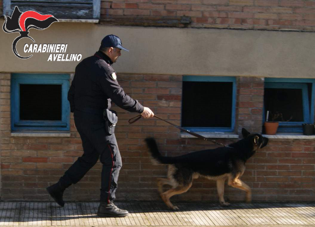 Fontanarosa| Lancia la droga dal balcone ma non sfugge al fiuto di Nino, denunciata pusher 40enne