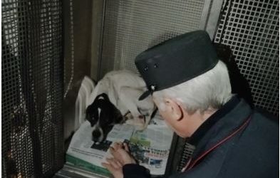 Paduli| Tre cani di taglia media e sei cuccioli in una discarica, provvidenziale l’intervento di Forestale e ASL