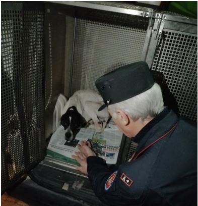 Paduli| Tre cani di taglia media e sei cuccioli in una discarica, provvidenziale l’intervento di Forestale e ASL