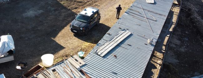 Sant’Agata de’ Goti| Allevamento di 50 suini abusivo: scatta il sequestro