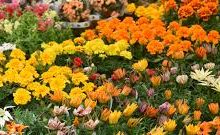 Coronavirus, Coldiretti: via libera a vendita piante e fiori