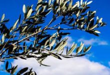 Domenica delle Palme, ad Apollosa volontari consegneranno Palme Benedette “a domicilio”