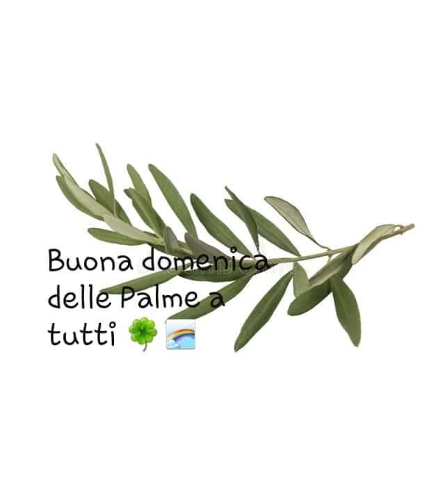 Una domenica delle Palme.. che viaggia sui social
