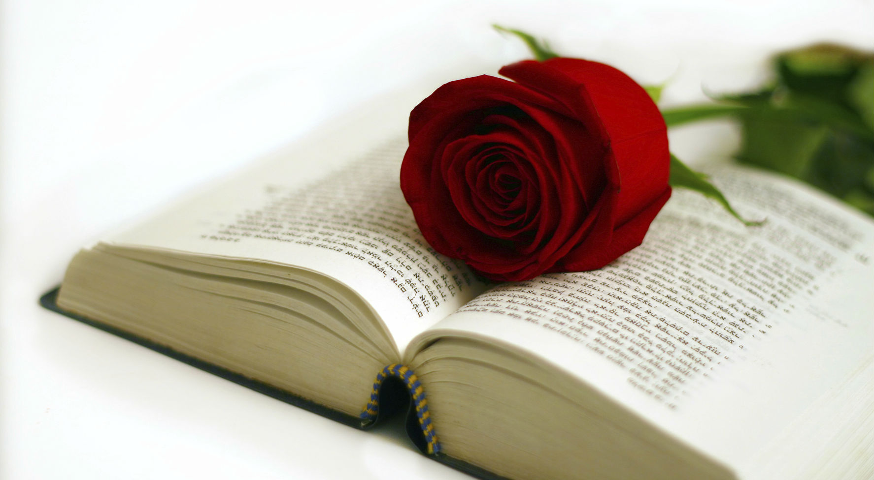 Giornata internazionale del libro: cultura e romanticismo con la leggenda di Sant Jordi