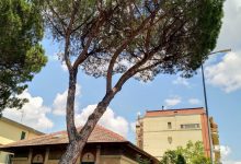 Benevento| Pini cadenti