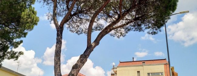 Benevento| Pini cadenti