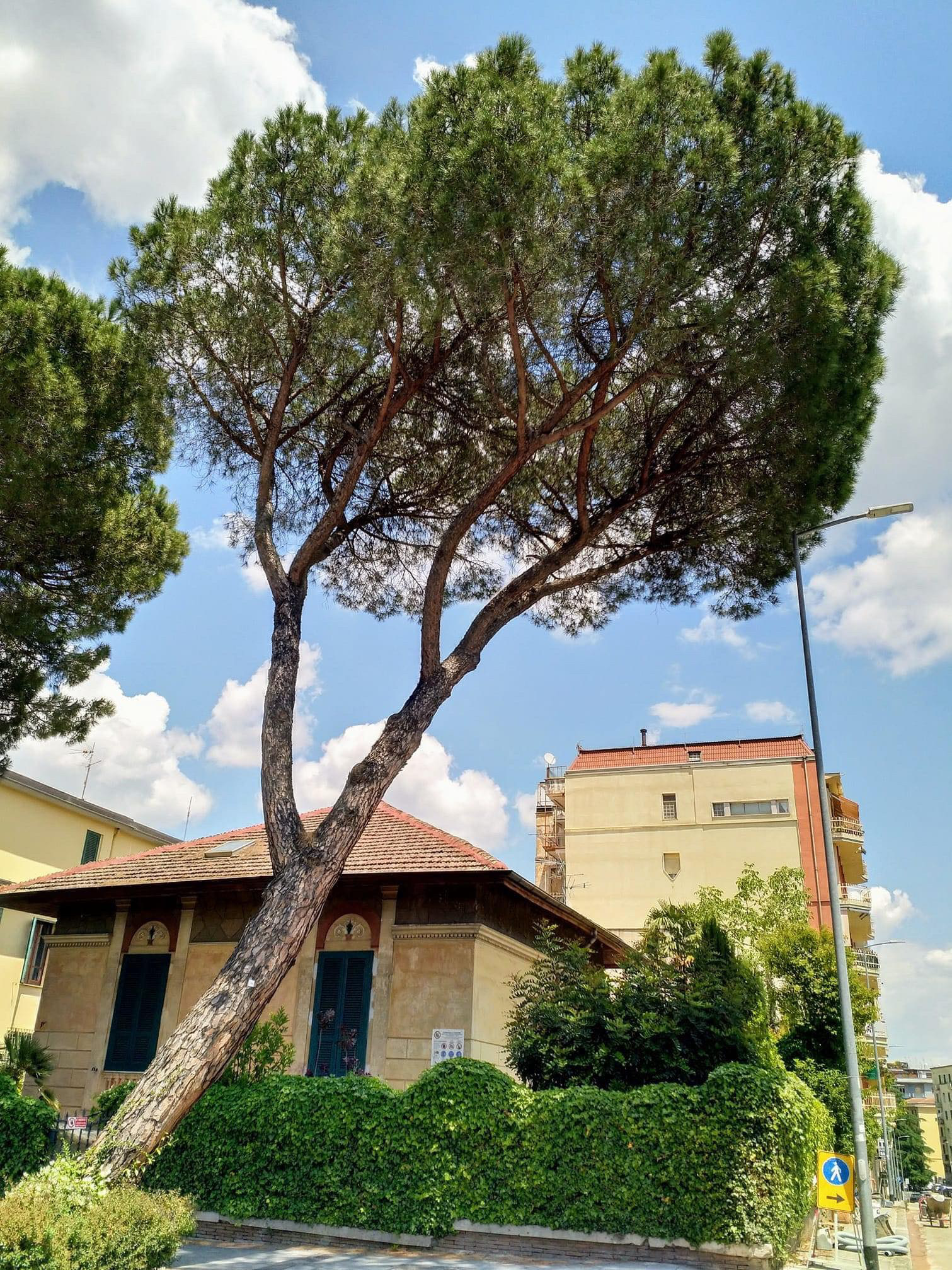 Benevento| Pini cadenti