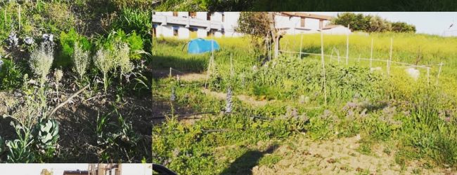 Prosegue a Benevento il progetto degli orti sociali