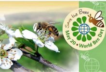 La giornata mondiale delle api: occasione per riflettere sulla salute del nostro pianeta