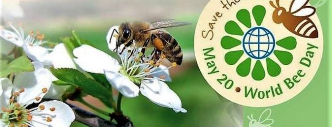 La giornata mondiale delle api: occasione per riflettere sulla salute del nostro pianeta