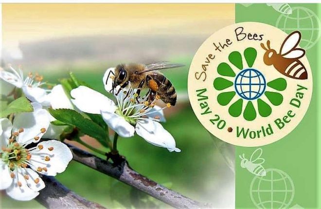 La giornata mondiale delle api: occasione per riflettere sulla salute del nostro pianeta