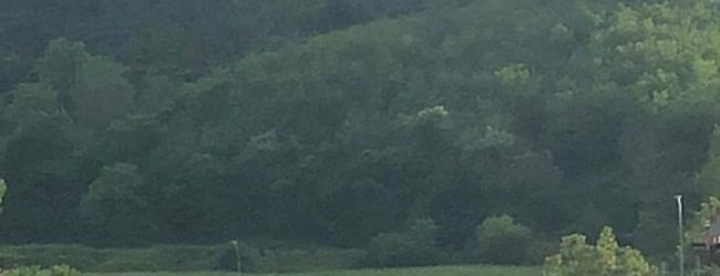 Benevento| La pantera avvistata nei pressi dello stadio Vigorito