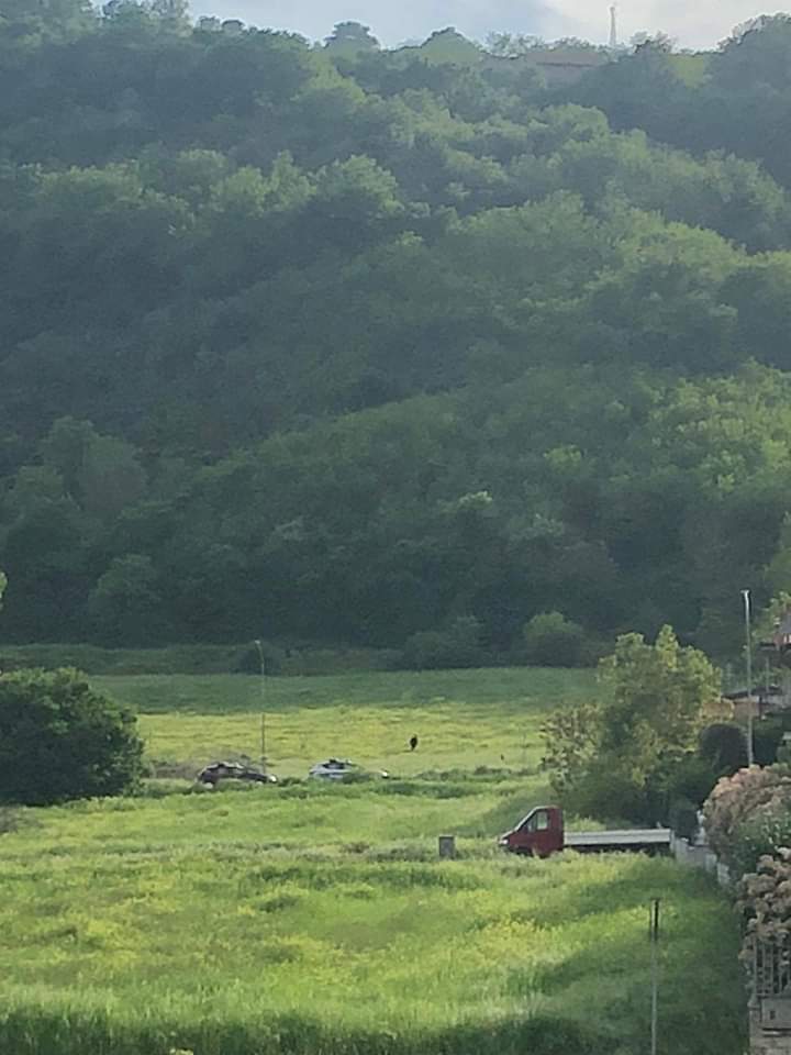 Benevento| La pantera avvistata nei pressi dello stadio Vigorito