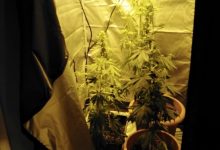 Apice| Coltivava alcune piante di marijuana nel proprio garage, arrestato dai Carabinieri un 23enne