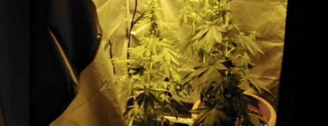 Apice| Coltivava alcune piante di marijuana nel proprio garage, arrestato dai Carabinieri un 23enne