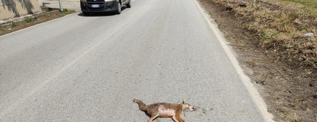 Benevento| Volpe investita, intervento tempestivo della Municipale