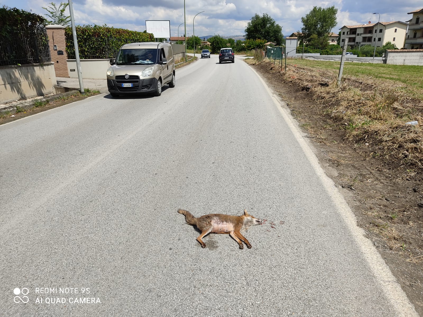 Benevento| Volpe investita, intervento tempestivo della Municipale