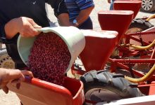 Coldiretti: al via la semina delle arichidi “Made in Campania”