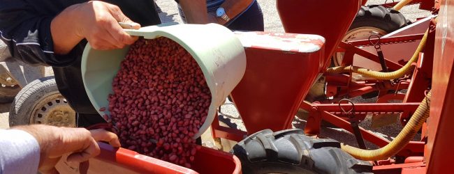 Coldiretti: al via la semina delle arichidi “Made in Campania”