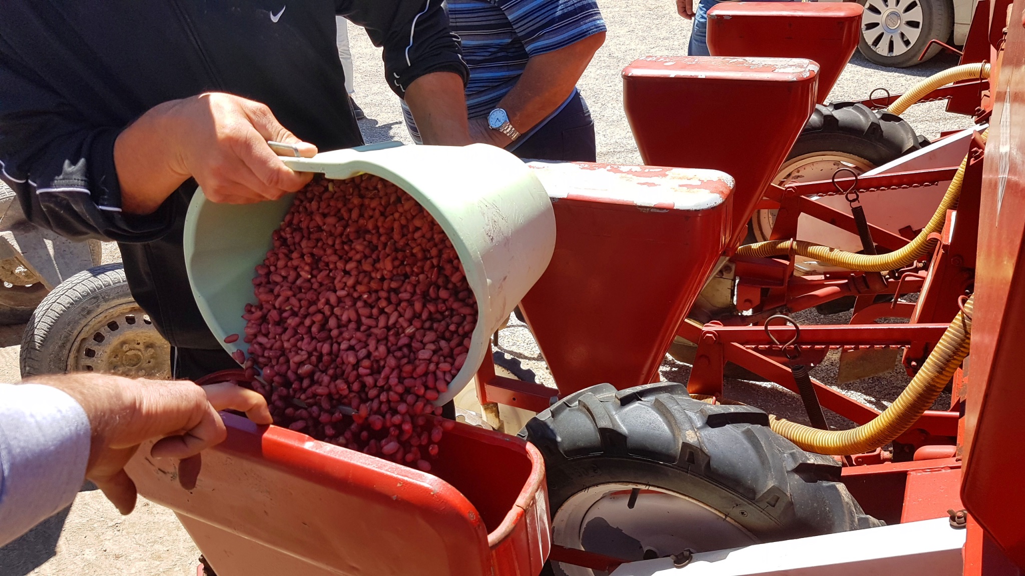 Coldiretti: al via la semina delle arichidi “Made in Campania”