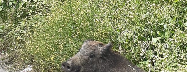 Benevento| Cinghiale sull’Appia morto d’infarto