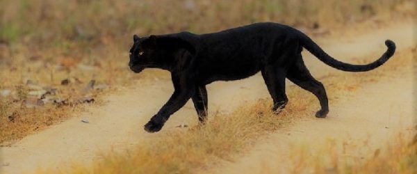 Roccabascerana| Pantera avvistata in Valle Caudina, scattano le ricerche di municipale e carabinieri