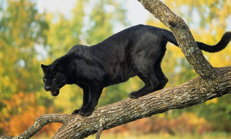 Avellino| Ora la pantera spunta anche a Campetto Santa Rita, ma è l’ennesima svista