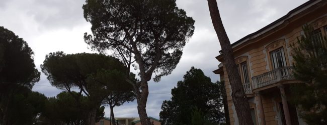 Vicenda Pini, De Iapinis e Coletta: “Presenteremo diffida in riferimento alla perizia dell’agronomo Cardiello”