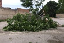 Benevento| Maltempo, cade albero in via Delle Puglie. Mastella chiude cimitero e villa Comunale/FOTO