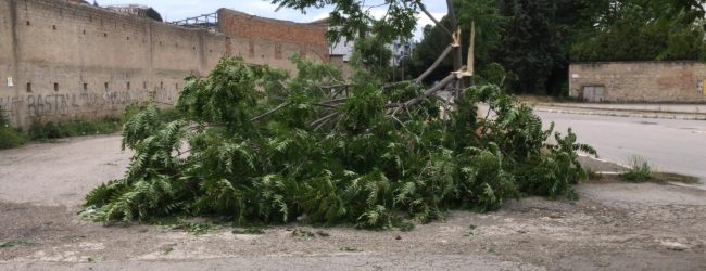 Benevento| Maltempo, cade albero in via Delle Puglie. Mastella chiude cimitero e villa Comunale/FOTO