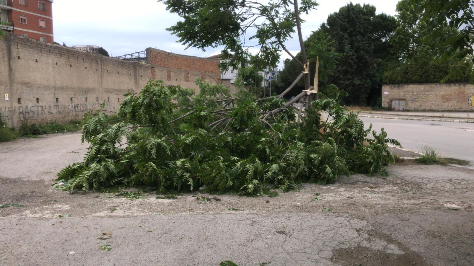 Benevento| Maltempo, cade albero in via Delle Puglie. Mastella chiude cimitero e villa Comunale/FOTO
