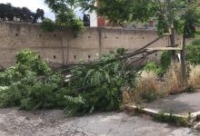 Maltempo, cadono alberi in citta’ e provincia