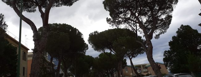 Benevento| Abbattimento pini di Viale degli Atlantici, interviene De Iapinis