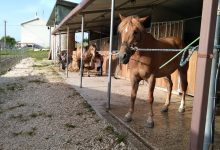 ”Una giornata in maneggio”: Un’iniziativa dell’ASD ”Gli Ulivi Ranch” di Pago Veiano