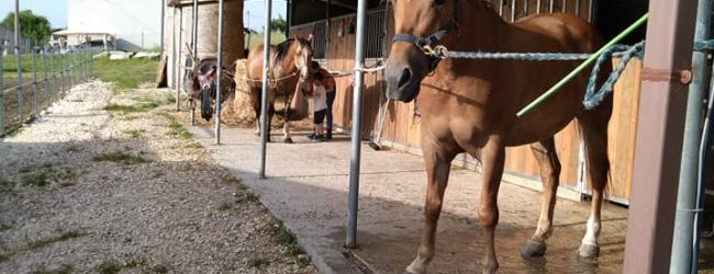 ”Una giornata in maneggio”: Un’iniziativa dell’ASD ”Gli Ulivi Ranch” di Pago Veiano