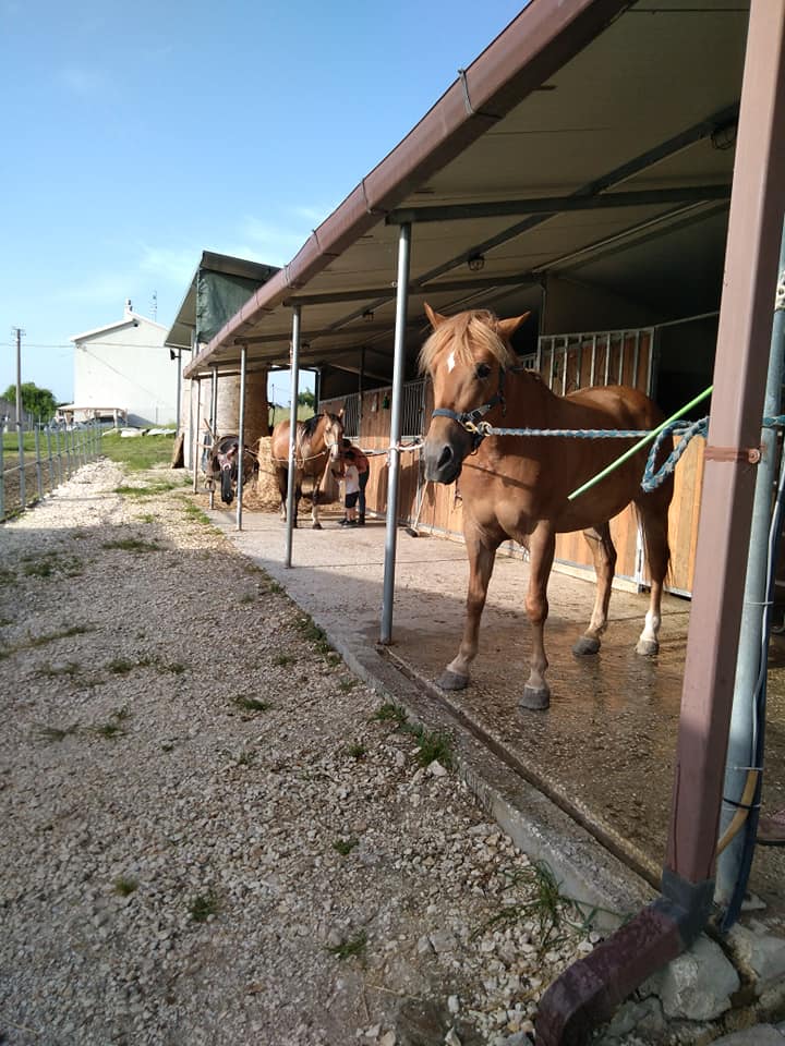 ”Una giornata in maneggio”: Un’iniziativa dell’ASD ”Gli Ulivi Ranch” di Pago Veiano