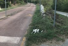 Benevento| Avvelenamento cani a contrada Pantano: Il Comitato Promotore del Club Amici della Terra presentera’ esposto in Pricura