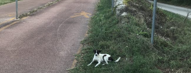 Benevento| Avvelenamento cani a contrada Pantano: Il Comitato Promotore del Club Amici della Terra presentera’ esposto in Pricura