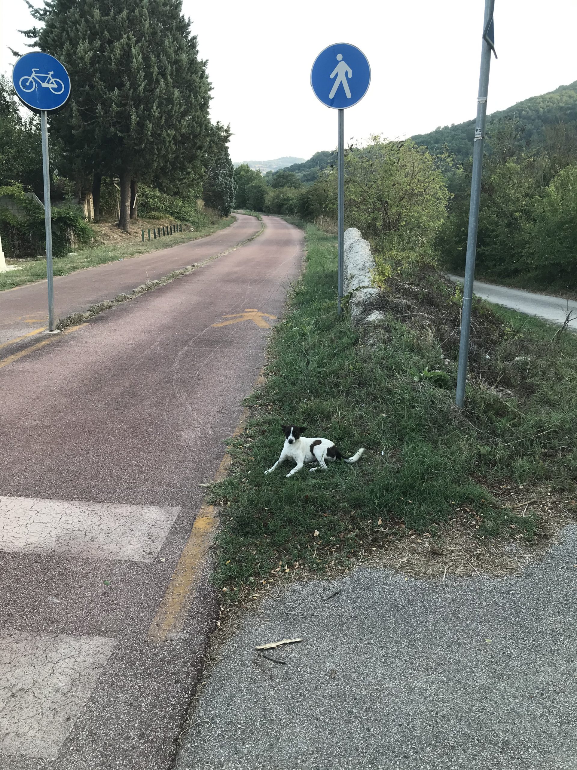 Benevento| Avvelenamento cani a contrada Pantano: Il Comitato Promotore del Club Amici della Terra presentera’ esposto in Pricura