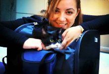 Abbandono cani e gatti,Adinolfi (M5S): segnalate alle forze dell’ordine