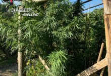 Grottaminarda| Lotta alla droga: i Carabinieri arrestano un 73enne per coltivazione e produzione di sostanze stupefacenti